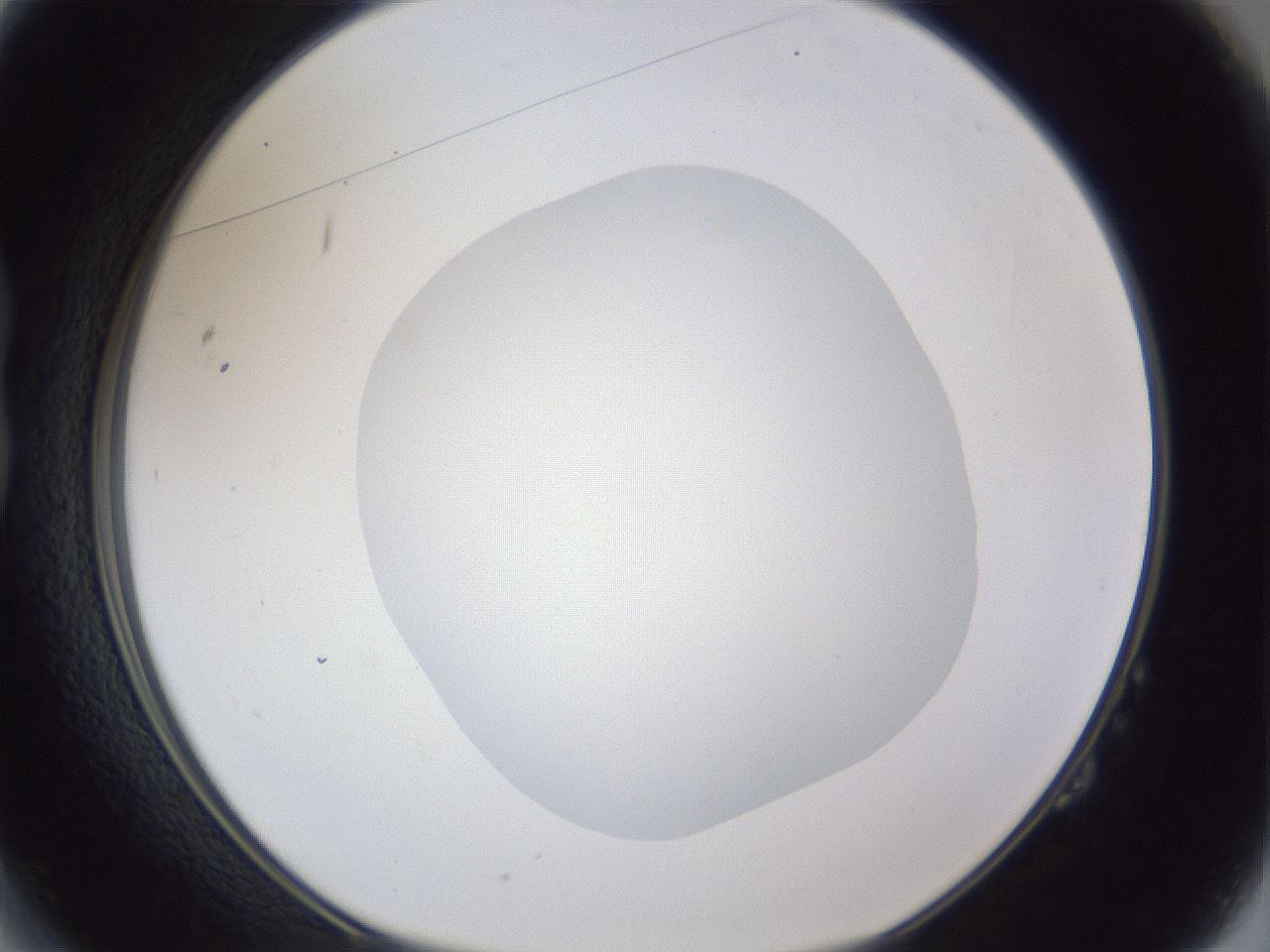 folderID19_plateID1019_batchID1884_wellNum14_profileID1_d1_r42801_ef.jpg