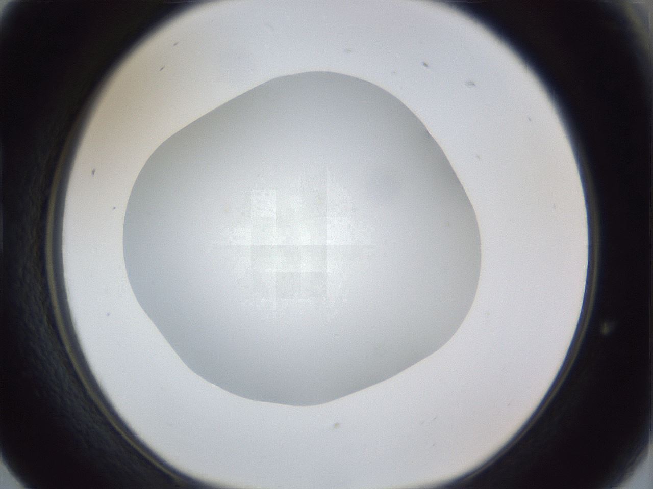 folderID19_plateID1019_batchID1884_wellNum17_profileID1_d1_r42804_ef.jpg
