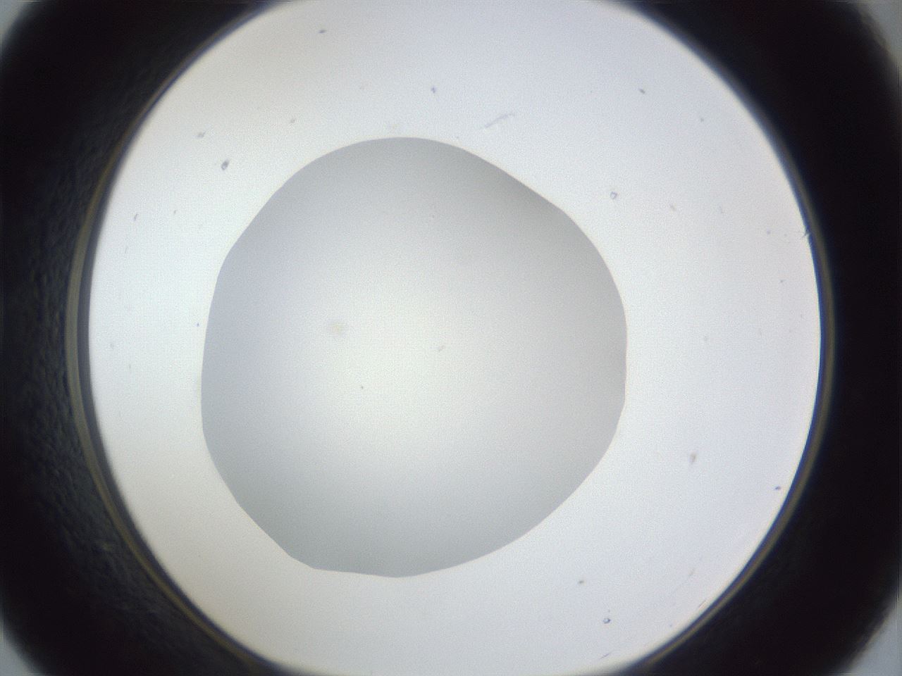 folderID19_plateID1019_batchID1884_wellNum21_profileID1_d1_r42808_ef.jpg