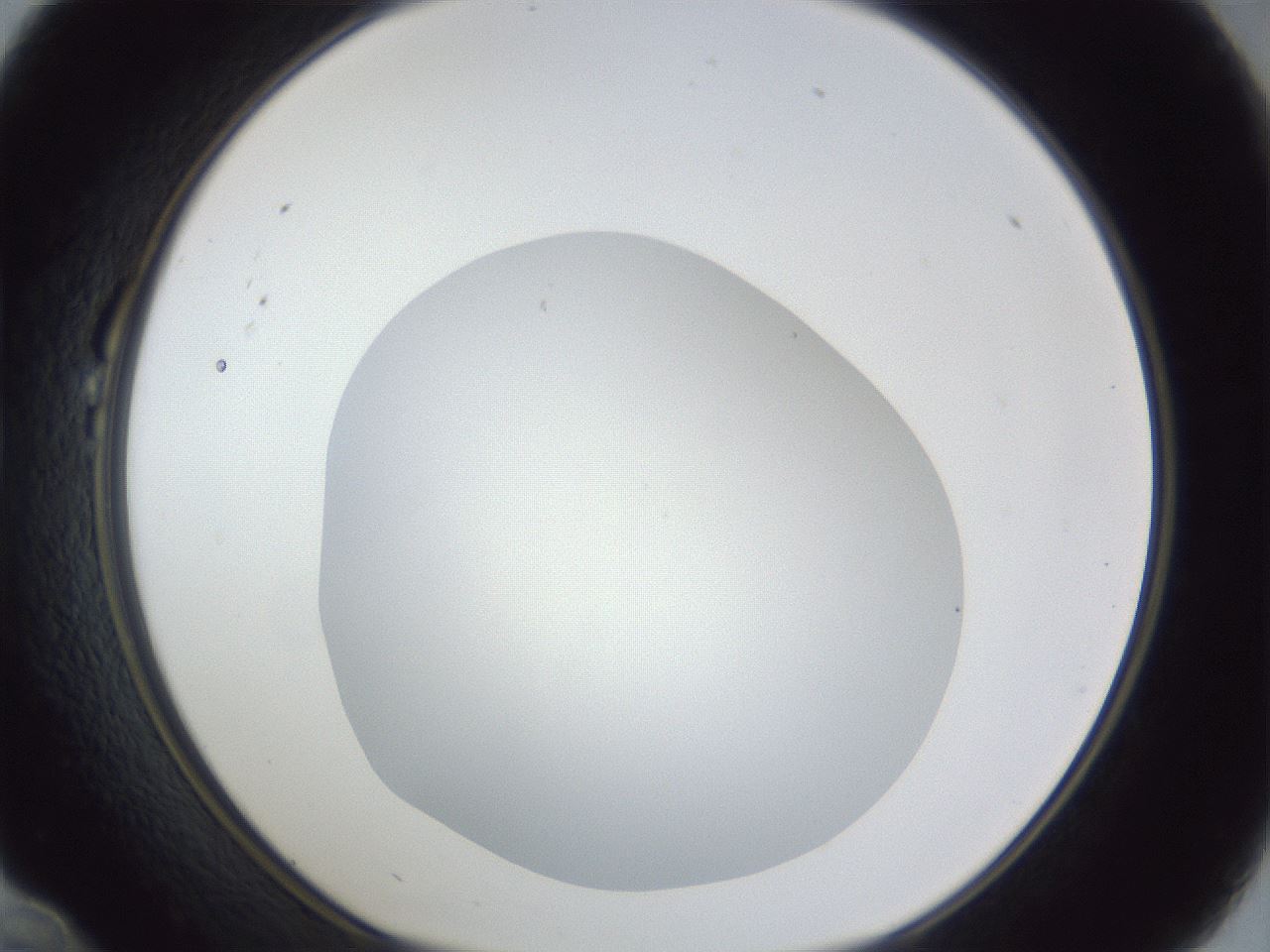 folderID19_plateID1019_batchID1884_wellNum22_profileID1_d1_r42809_ef.jpg