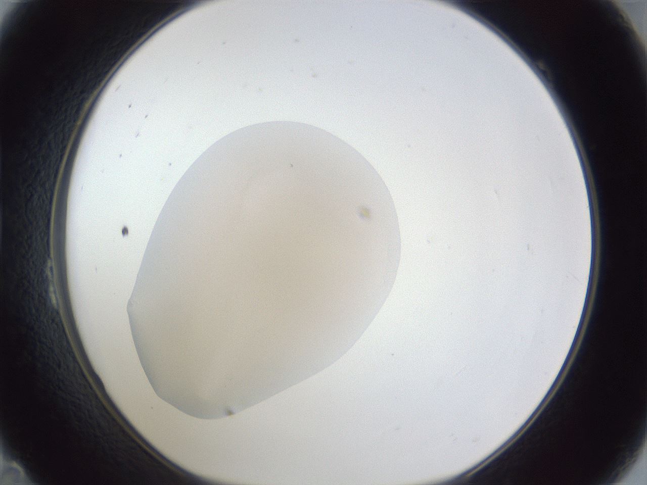 folderID19_plateID1019_batchID1884_wellNum23_profileID1_d1_r42810_ef.jpg