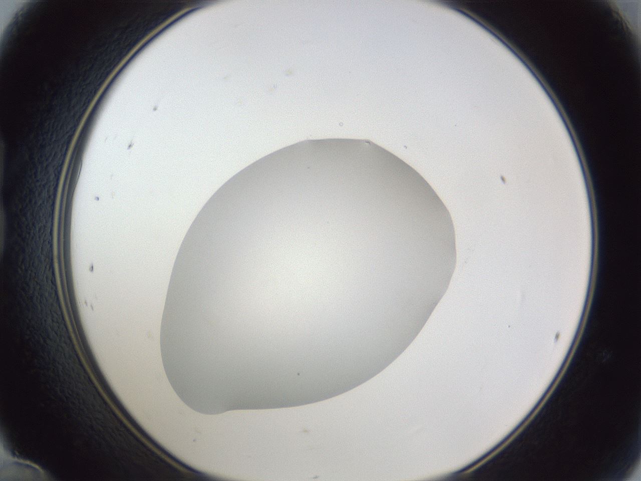 folderID19_plateID1019_batchID1884_wellNum24_profileID1_d1_r42811_ef.jpg