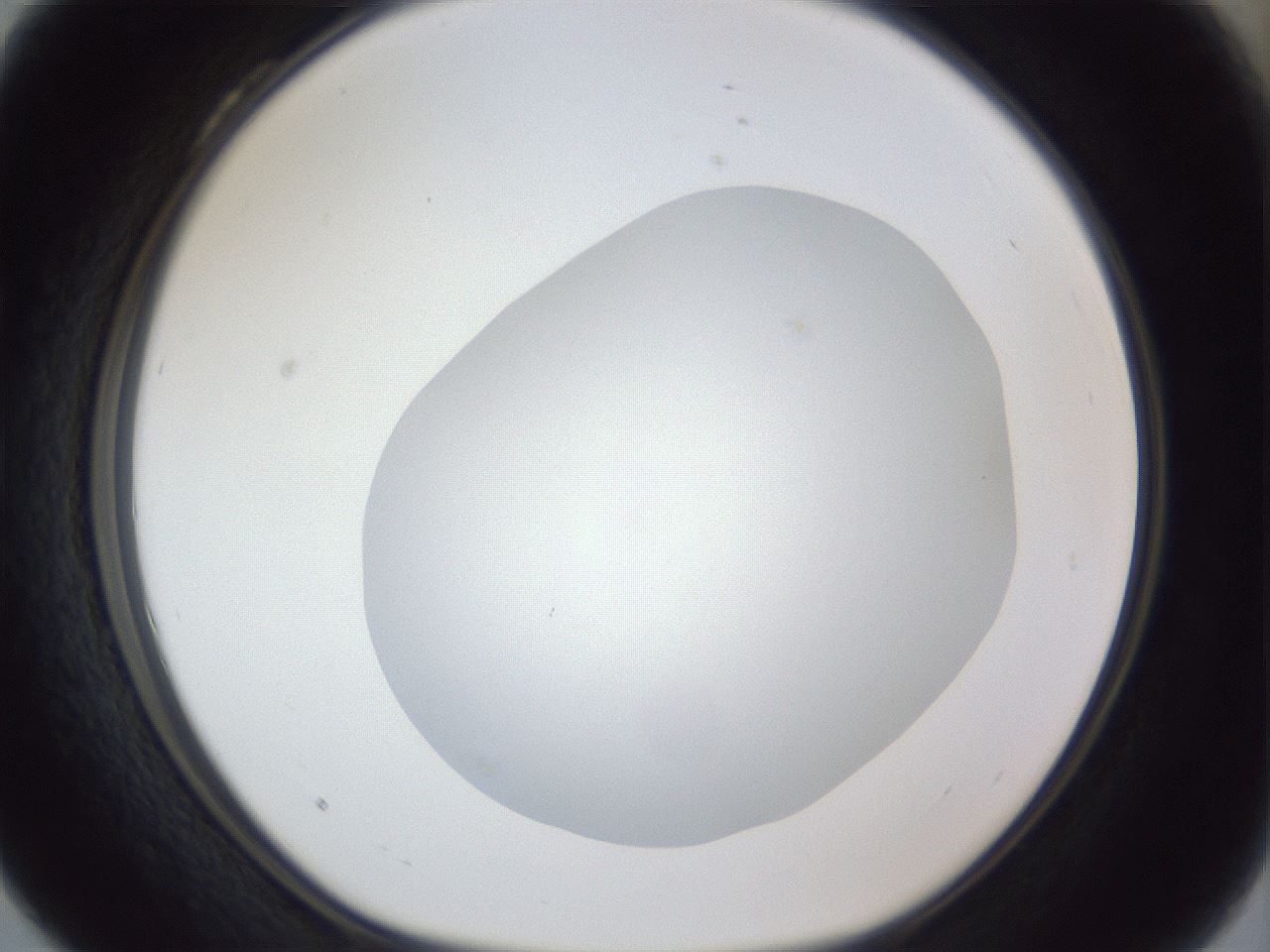 folderID19_plateID1019_batchID1884_wellNum28_profileID1_d1_r42815_ef.jpg