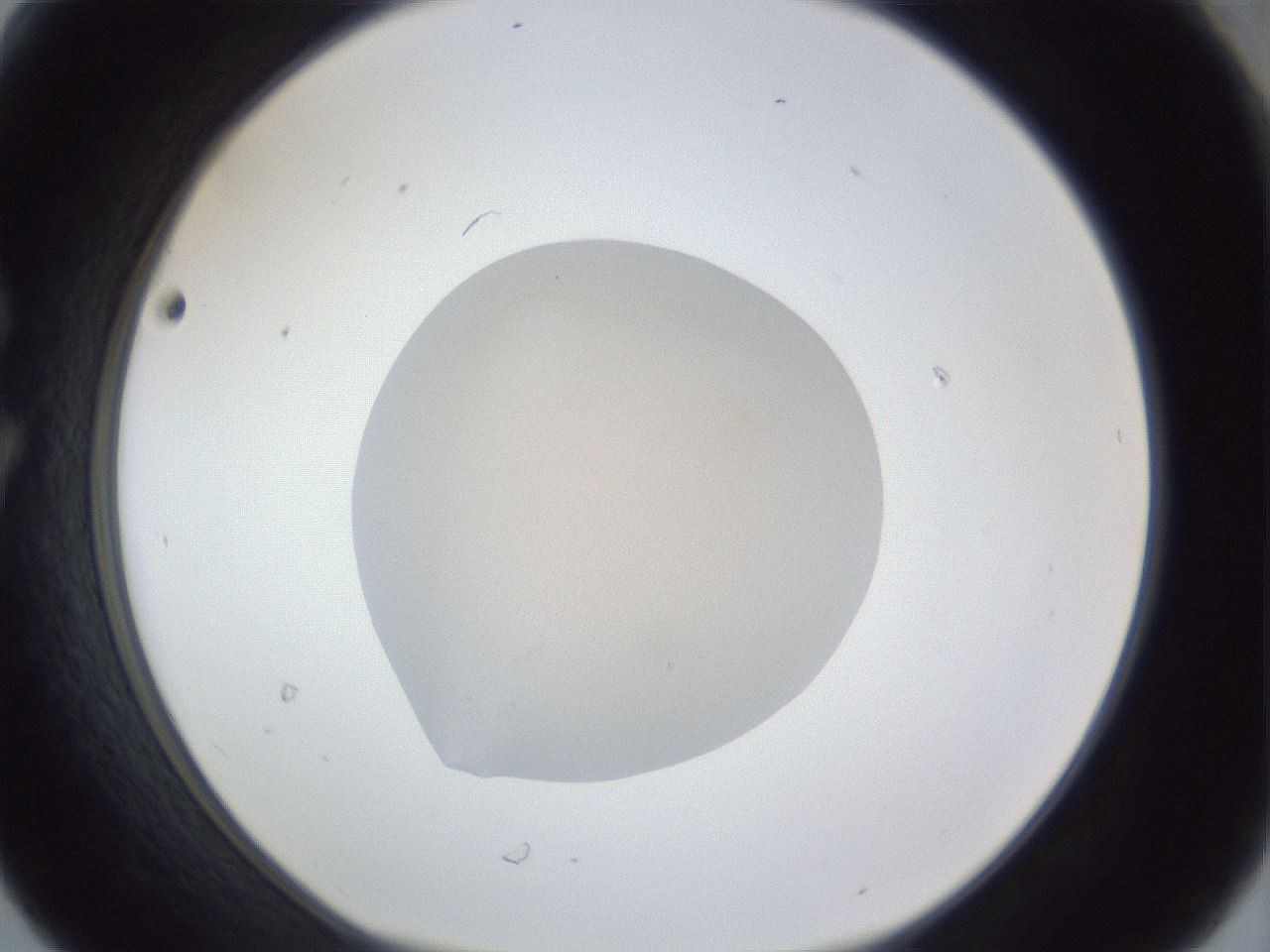 folderID19_plateID1019_batchID1884_wellNum30_profileID1_d1_r42817_ef.jpg