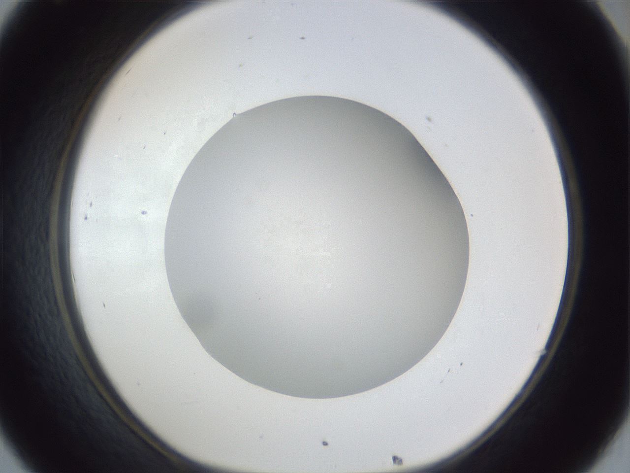 folderID19_plateID1019_batchID1884_wellNum32_profileID1_d1_r42819_ef.jpg