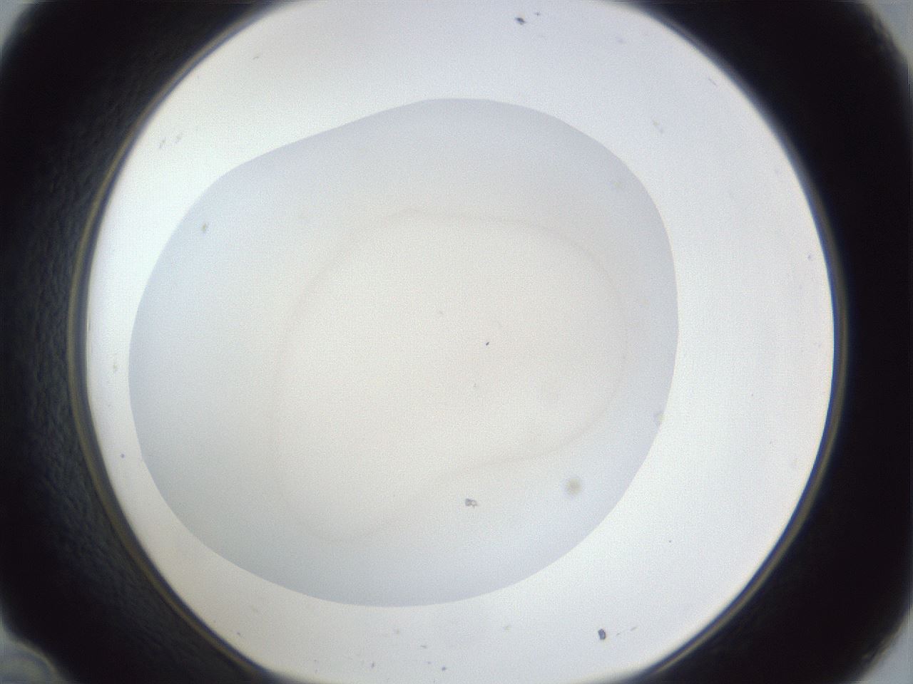 folderID19_plateID1019_batchID1884_wellNum34_profileID1_d1_r42821_ef.jpg