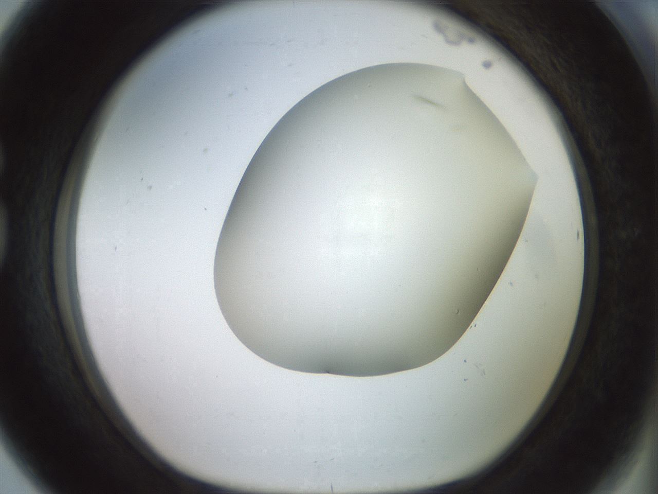 folderID417_plateID2417_batchID11657_wellNum80_profileID1_d1_r179151_ef.jpg