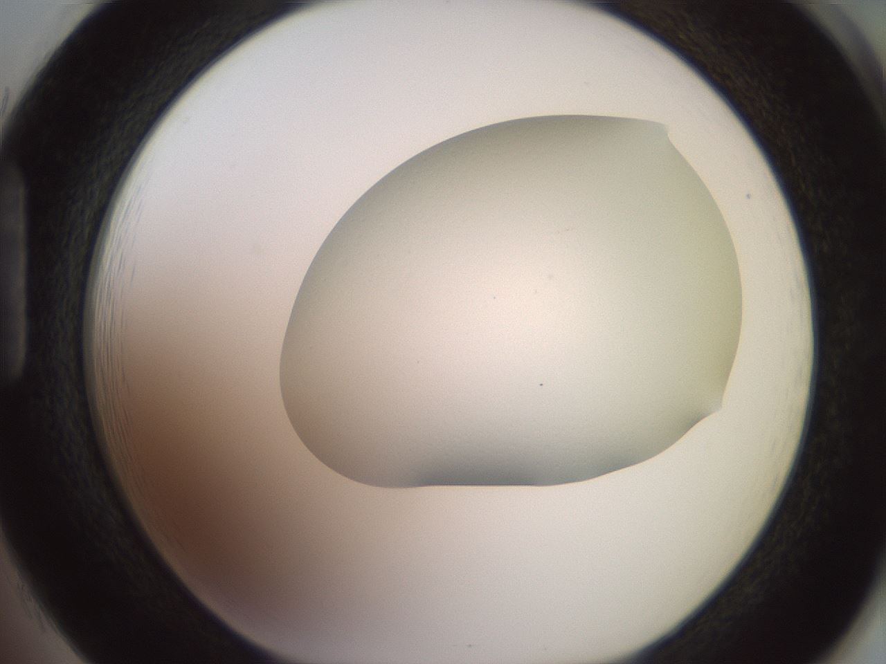 folderID417_plateID2417_batchID11657_wellNum85_profileID1_d1_r179156_ef.jpg