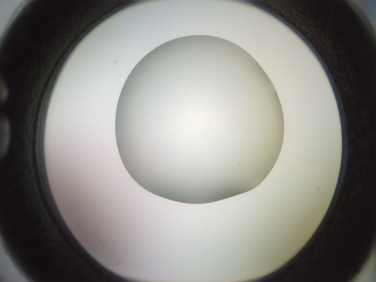 folderID417_plateID2417_batchID11657_wellNum74_profileID1_d1_r179145_ef.jpg