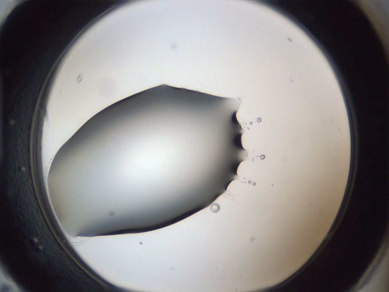 folderID41_plateID1041_batchID2098_wellNum95_profileID1_d1_r45572_ef.jpg