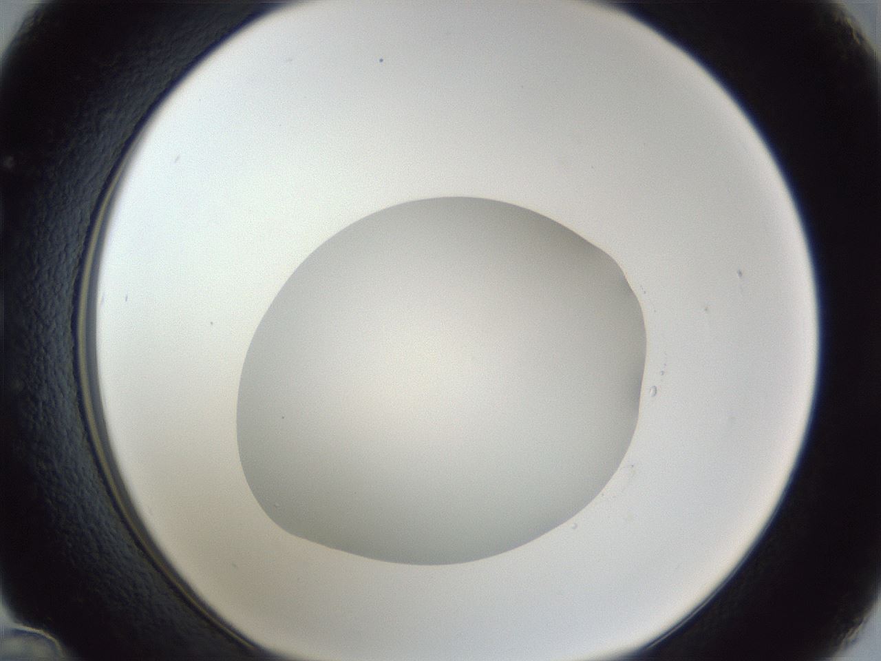 folderID19_plateID1019_batchID1884_wellNum36_profileID1_d1_r42823_ef.jpg