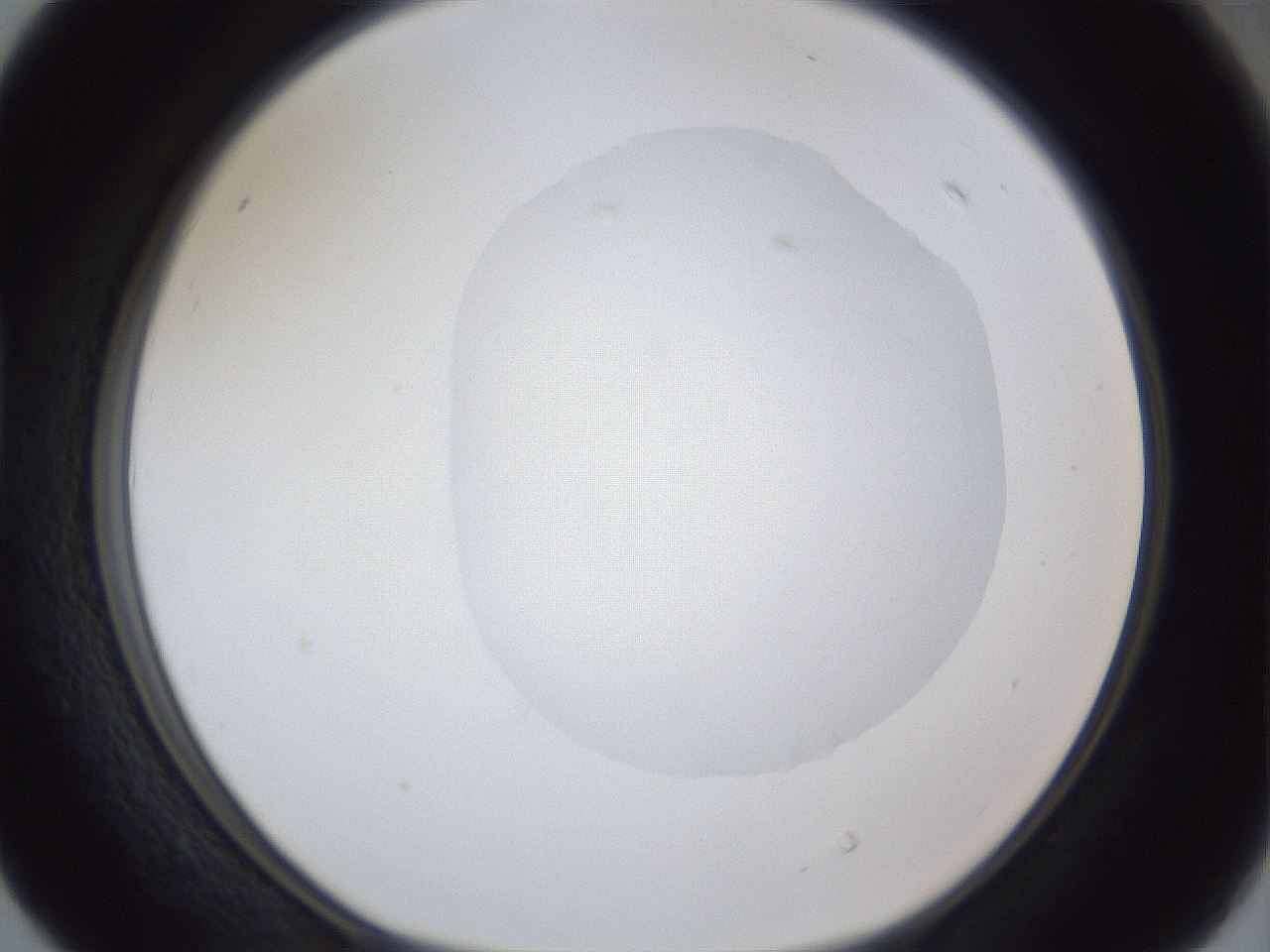 folderID19_plateID1019_batchID1884_wellNum40_profileID1_d1_r42827_ef.jpg