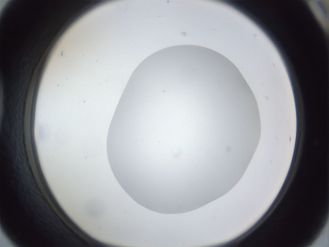 folderID19_plateID1019_batchID1884_wellNum42_profileID1_d1_r42829_ef.jpg