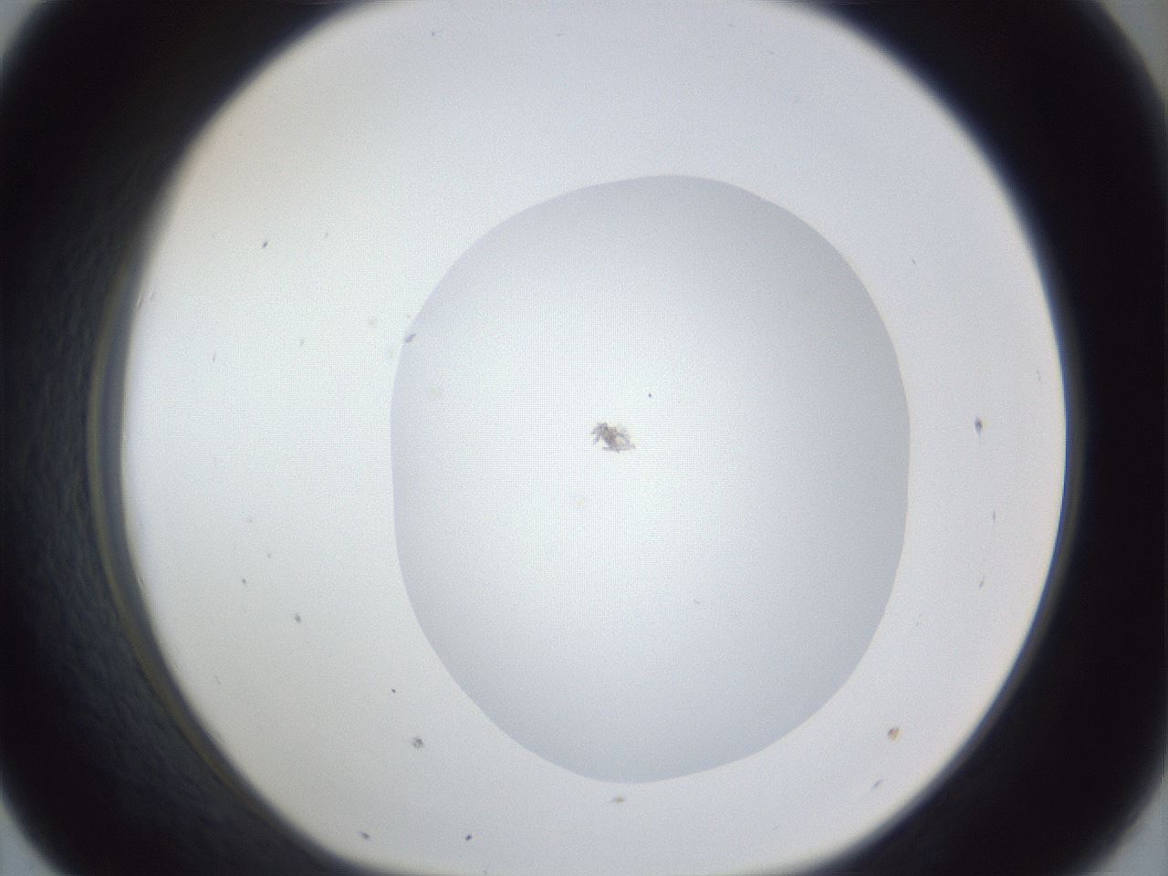 folderID19_plateID1019_batchID1884_wellNum43_profileID1_d1_r42830_ef.jpg
