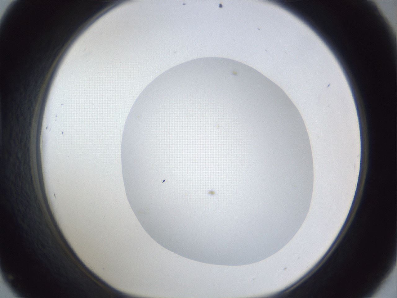 folderID19_plateID1019_batchID1884_wellNum45_profileID1_d1_r42832_ef.jpg