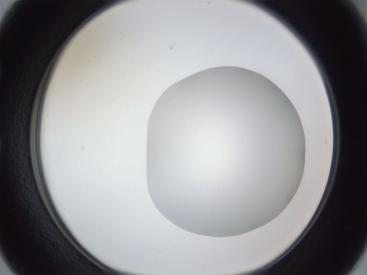 folderID19_plateID1019_batchID1884_wellNum50_profileID1_d1_r42837_ef.jpg