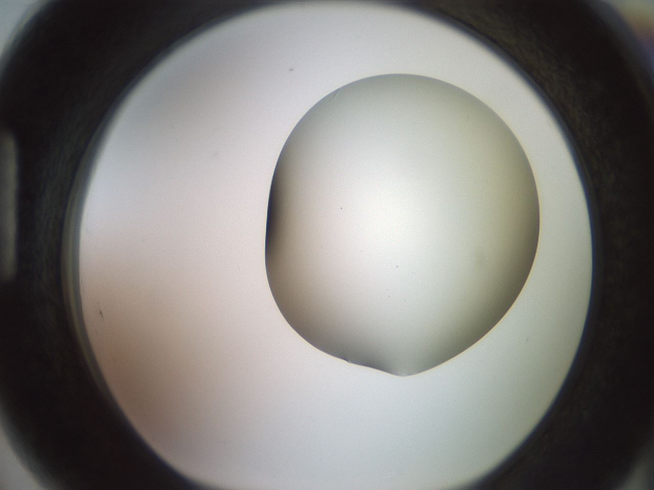 folderID417_plateID2417_batchID11657_wellNum89_profileID1_d1_r179160_ef.jpg