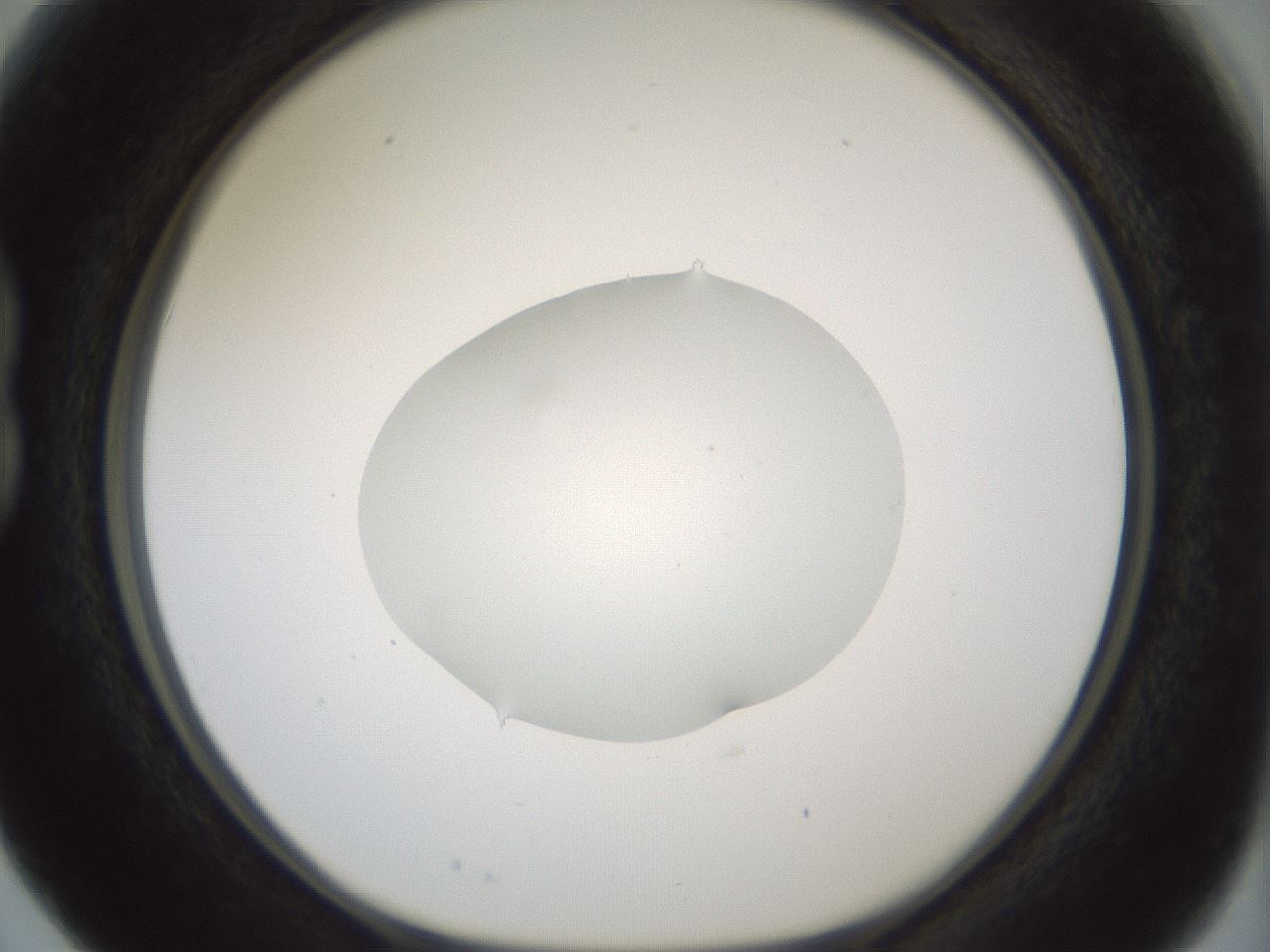 folderID418_plateID1418_batchID5195_wellNum15_profileID1_d1_r87200_ef.jpg