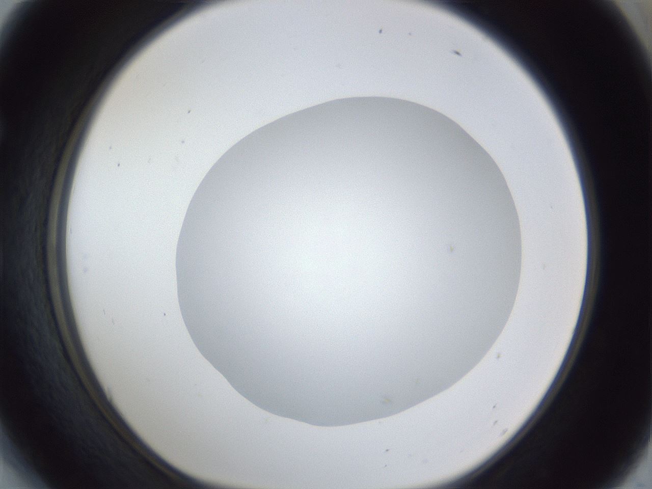 folderID19_plateID1019_batchID1884_wellNum54_profileID1_d1_r42841_ef.jpg