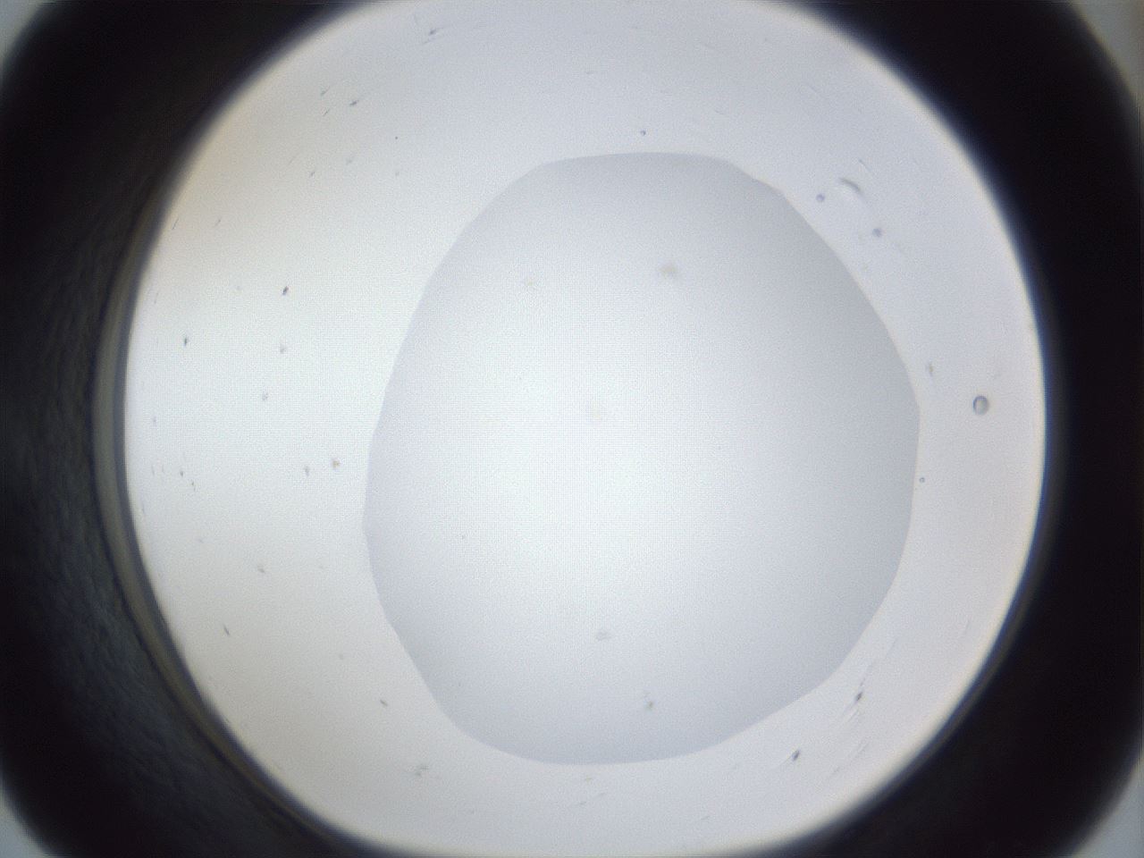 folderID19_plateID1019_batchID1884_wellNum55_profileID1_d1_r42842_ef.jpg
