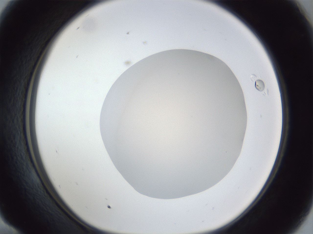 folderID19_plateID1019_batchID1884_wellNum58_profileID1_d1_r42845_ef.jpg