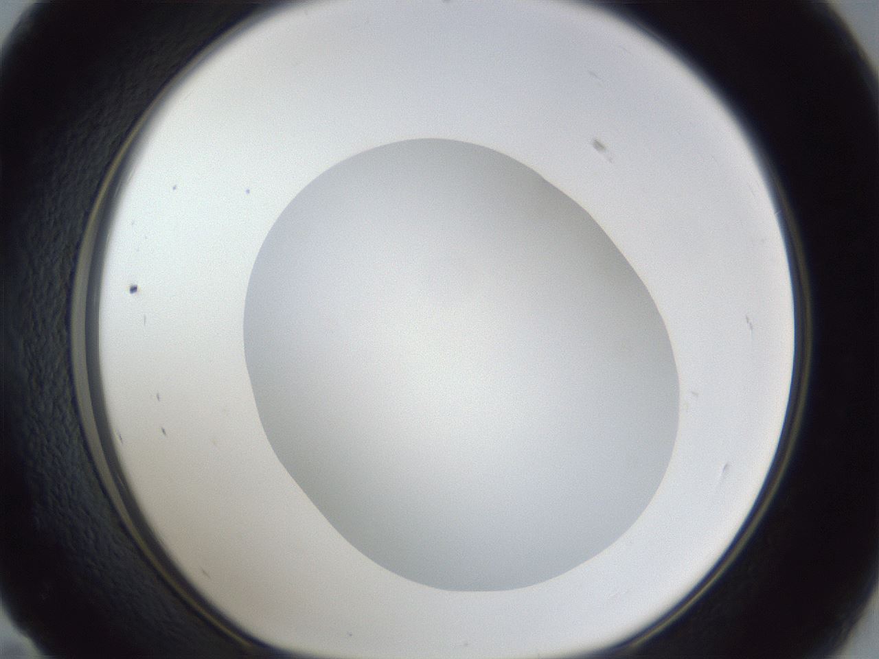 folderID19_plateID1019_batchID1884_wellNum59_profileID1_d1_r42846_ef.jpg
