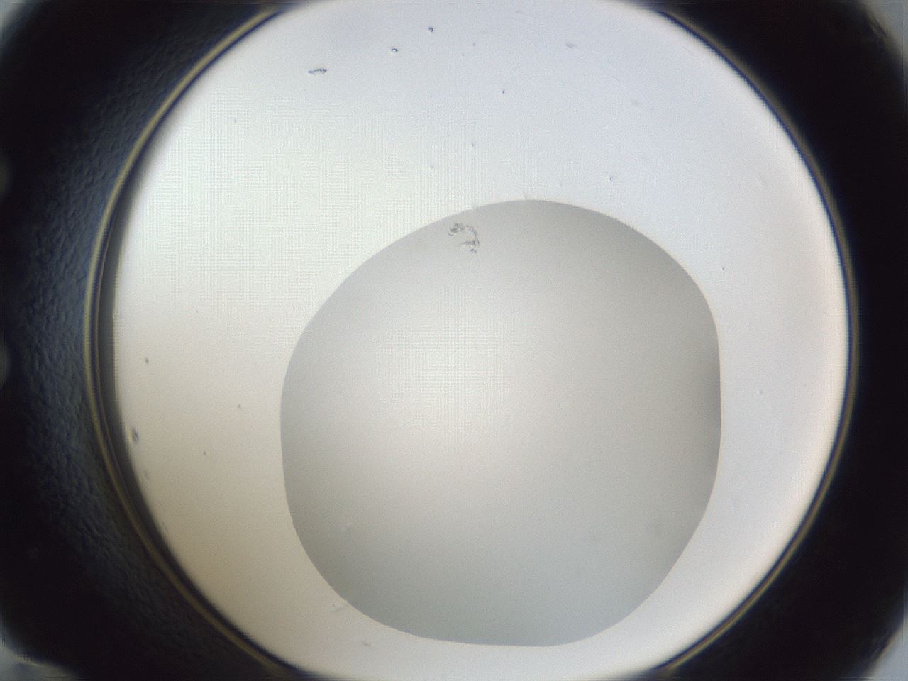 folderID19_plateID1019_batchID1884_wellNum60_profileID1_d1_r42847_ef.jpg