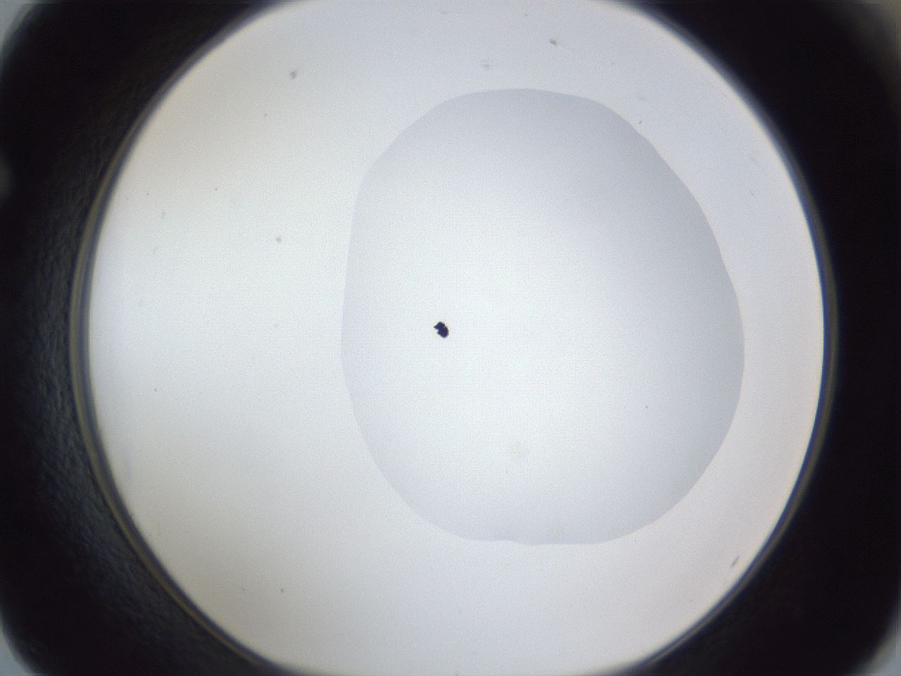 folderID19_plateID1019_batchID1884_wellNum62_profileID1_d1_r42849_ef.jpg