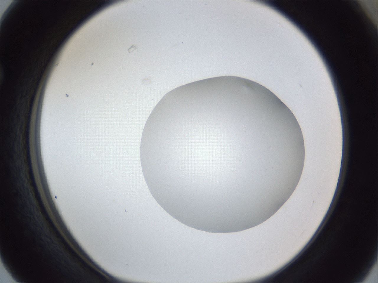 folderID19_plateID1019_batchID1884_wellNum63_profileID1_d1_r42850_ef.jpg