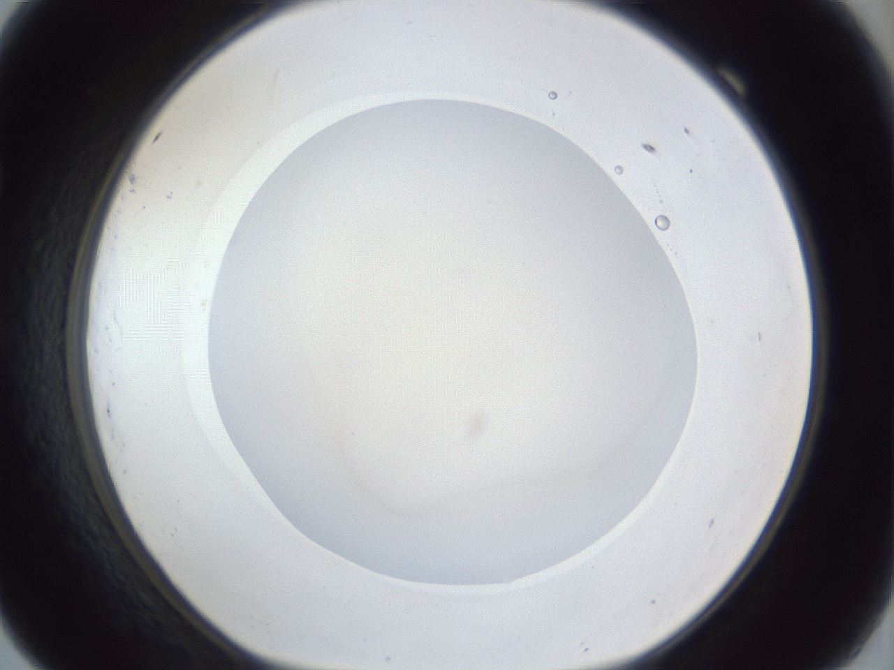 folderID19_plateID1019_batchID1884_wellNum69_profileID1_d1_r42856_ef.jpg