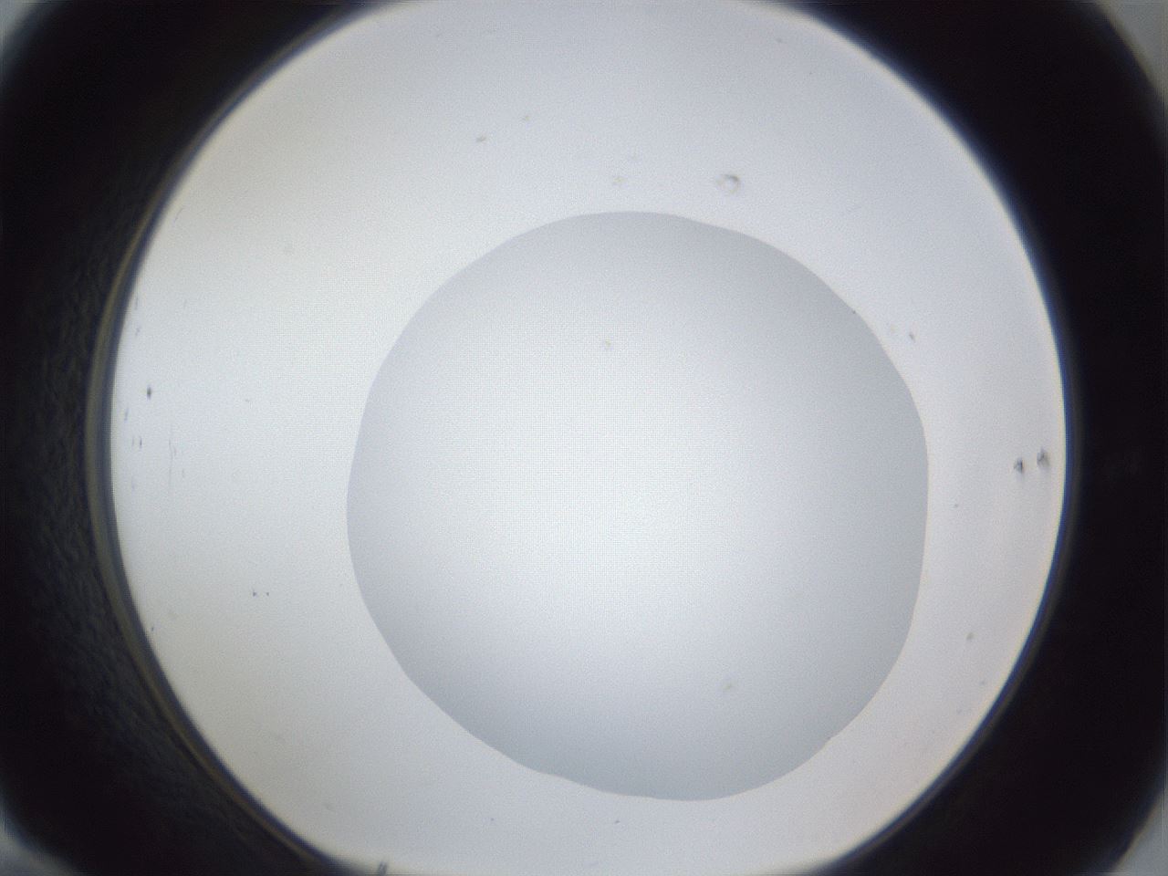 folderID19_plateID1019_batchID1884_wellNum70_profileID1_d1_r42857_ef.jpg