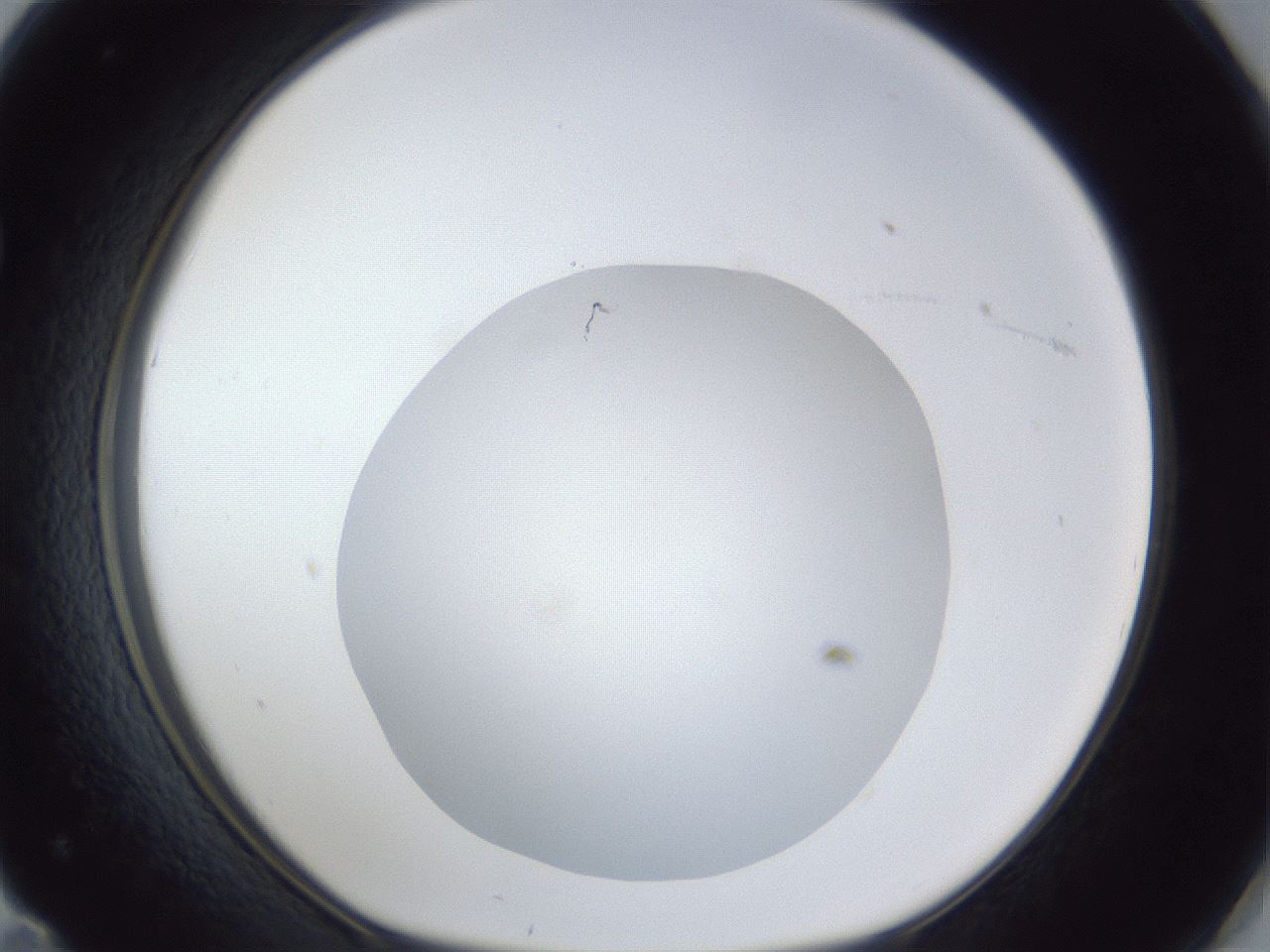 folderID19_plateID1019_batchID1884_wellNum71_profileID1_d1_r42858_ef.jpg