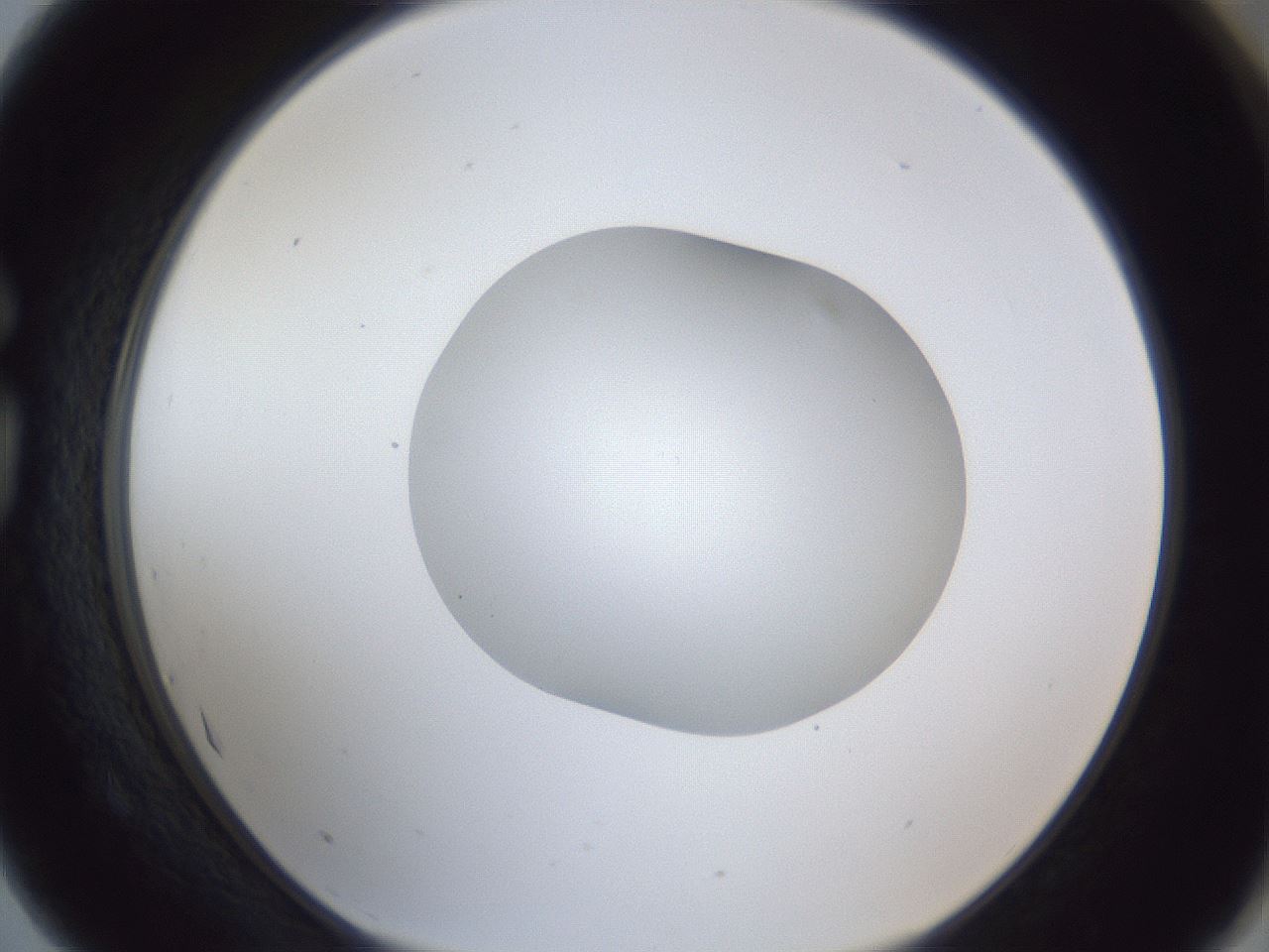 folderID19_plateID1019_batchID1884_wellNum75_profileID1_d1_r42862_ef.jpg