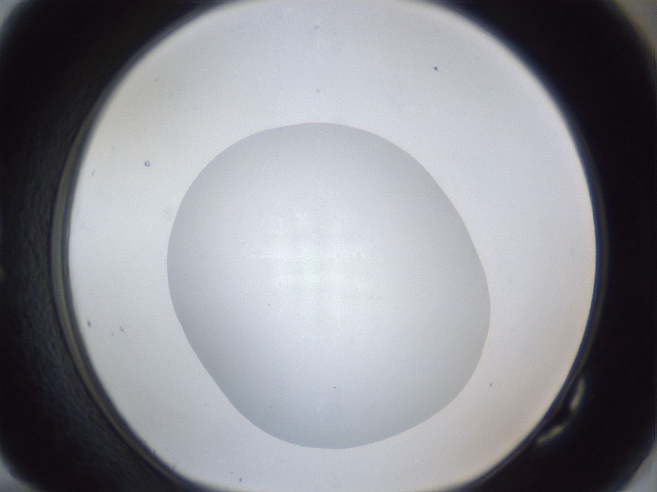 folderID19_plateID1019_batchID1884_wellNum82_profileID1_d1_r42869_ef.jpg