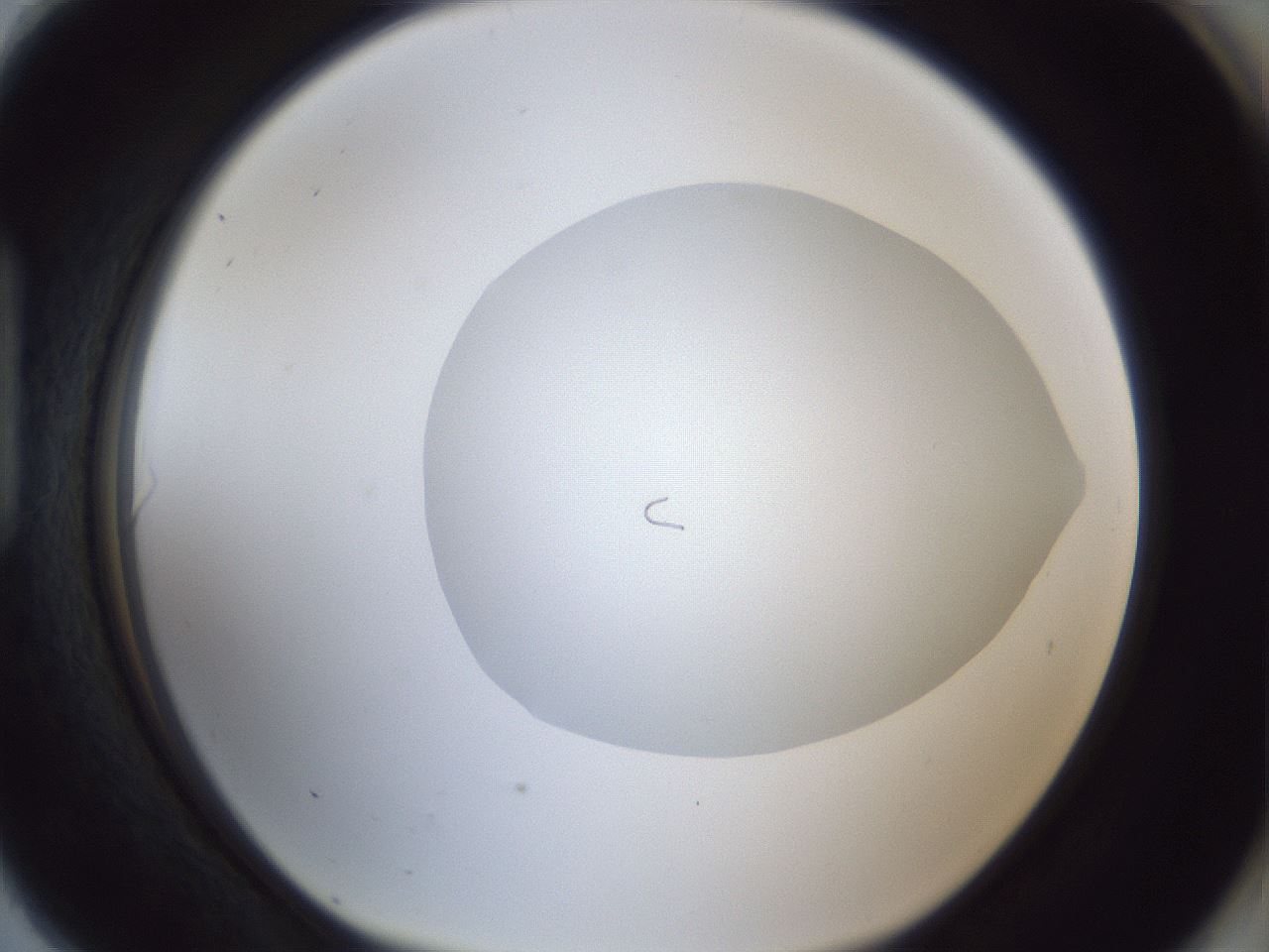 folderID19_plateID1019_batchID1884_wellNum90_profileID1_d1_r42877_ef.jpg