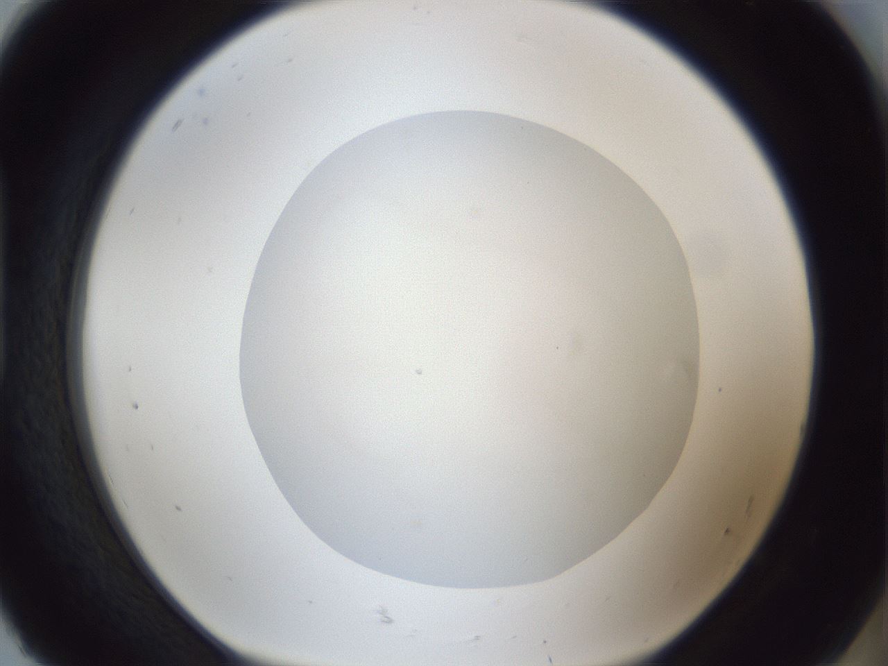 folderID19_plateID1019_batchID1884_wellNum92_profileID1_d1_r42879_ef.jpg