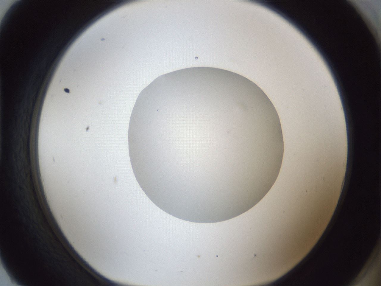 folderID19_plateID1019_batchID1884_wellNum93_profileID1_d1_r42880_ef.jpg