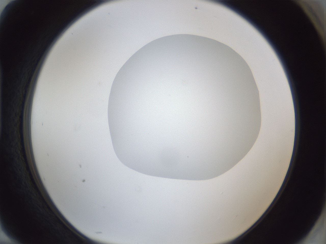 folderID19_plateID1019_batchID1884_wellNum94_profileID1_d1_r42881_ef.jpg