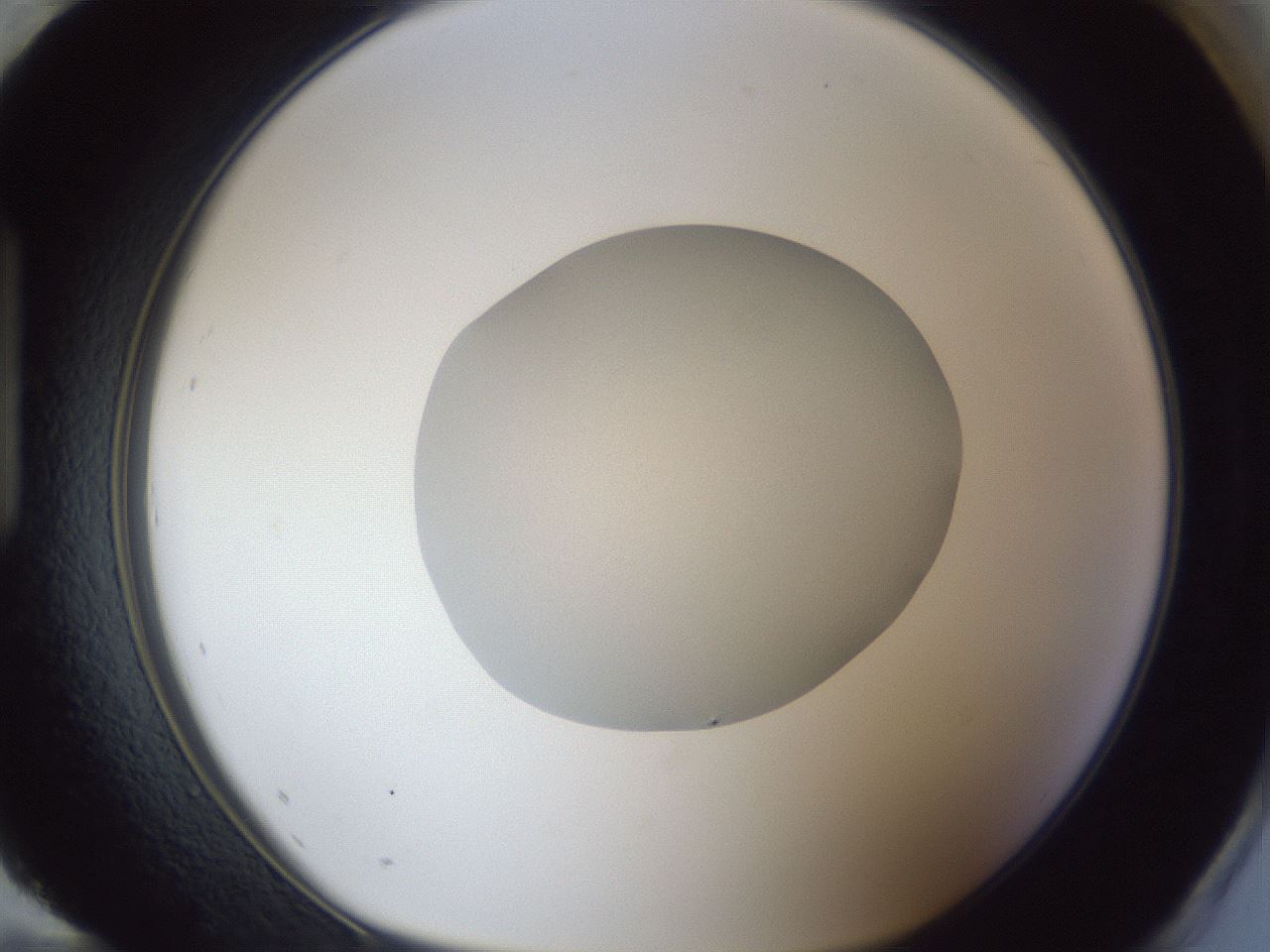 folderID19_plateID1019_batchID1884_wellNum96_profileID1_d1_r42883_ef.jpg