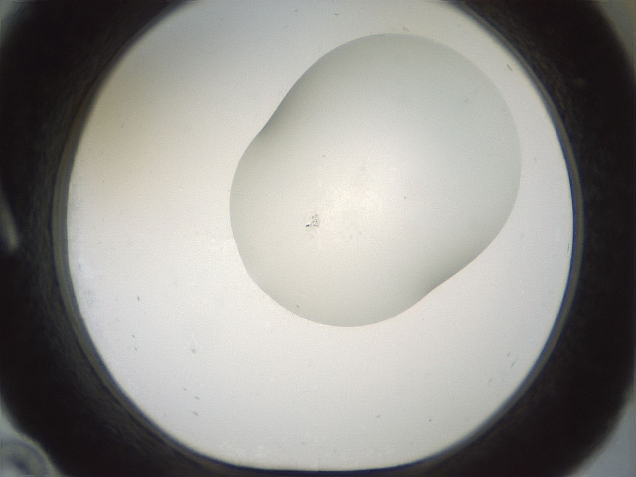 folderID200_plateID1200_batchID3525_wellNum10_profileID1_d1_r66376_ef.jpg