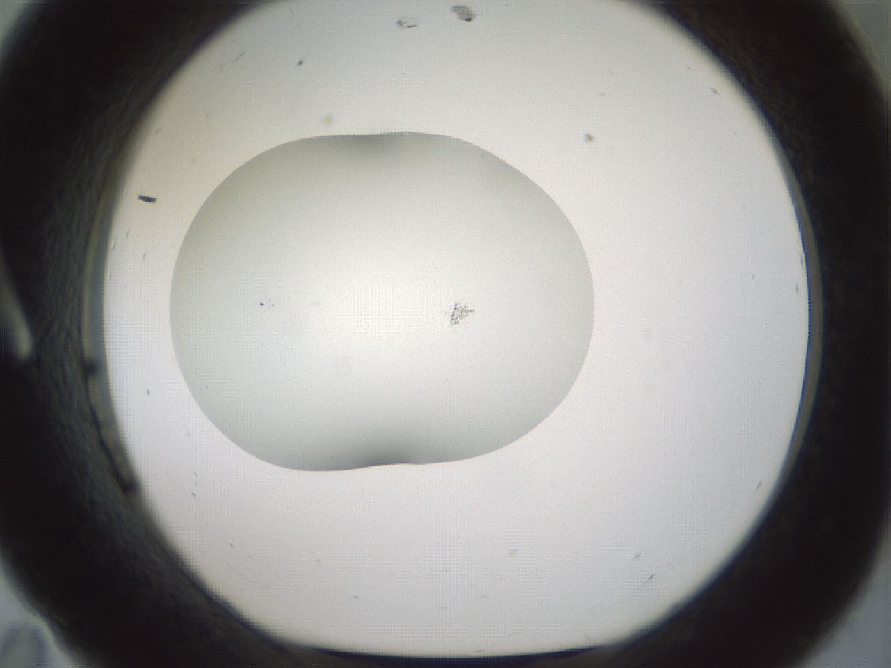 folderID200_plateID1200_batchID3525_wellNum11_profileID1_d1_r66377_ef.jpg