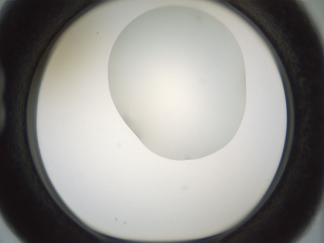 folderID200_plateID1200_batchID3525_wellNum15_profileID1_d1_r66381_ef.jpg