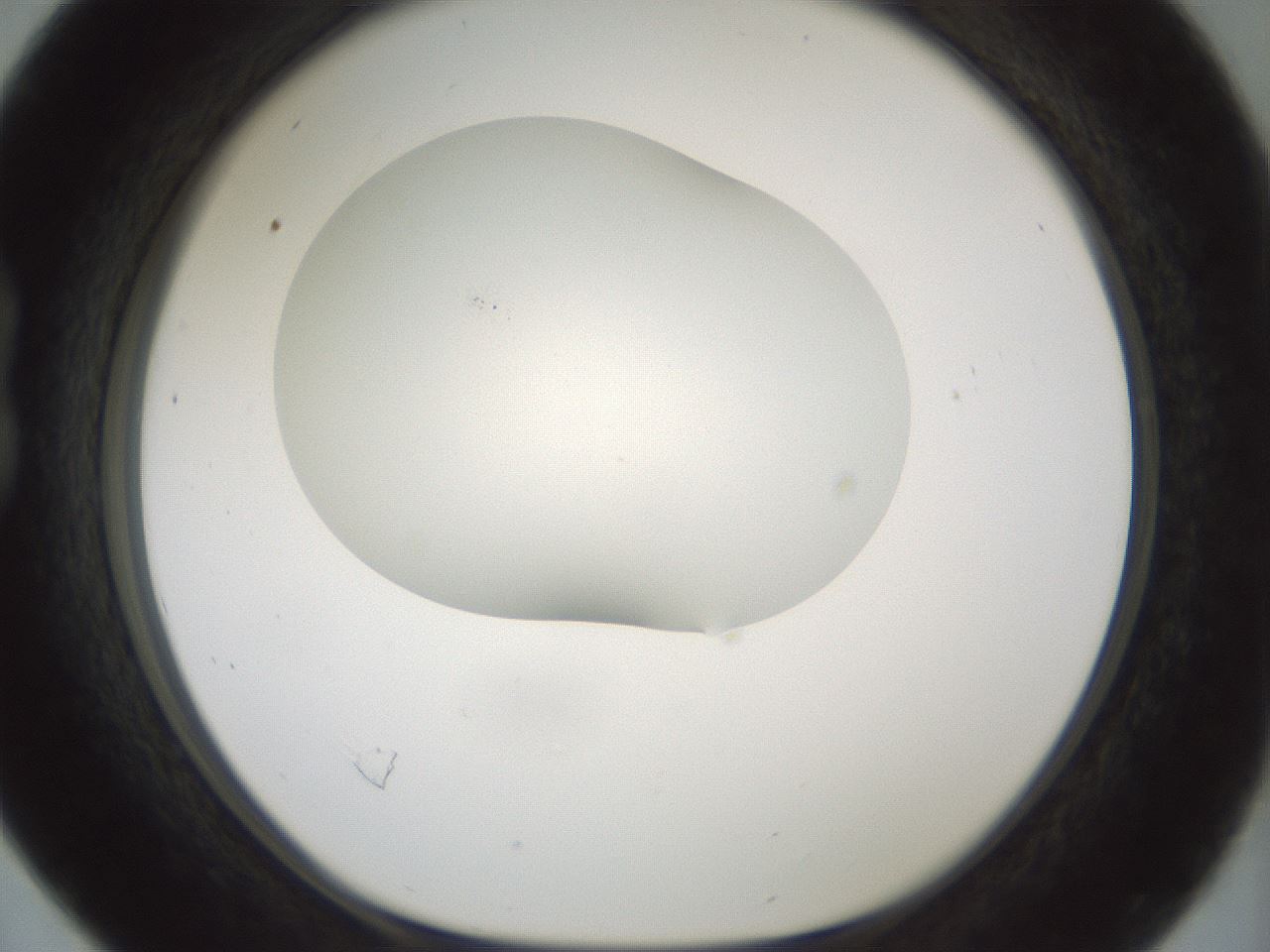 folderID200_plateID1200_batchID3525_wellNum16_profileID1_d1_r66382_ef.jpg