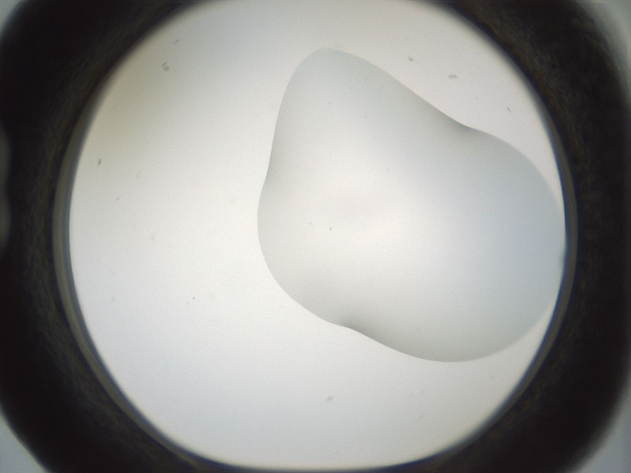 folderID200_plateID1200_batchID3525_wellNum17_profileID1_d1_r66383_ef.jpg