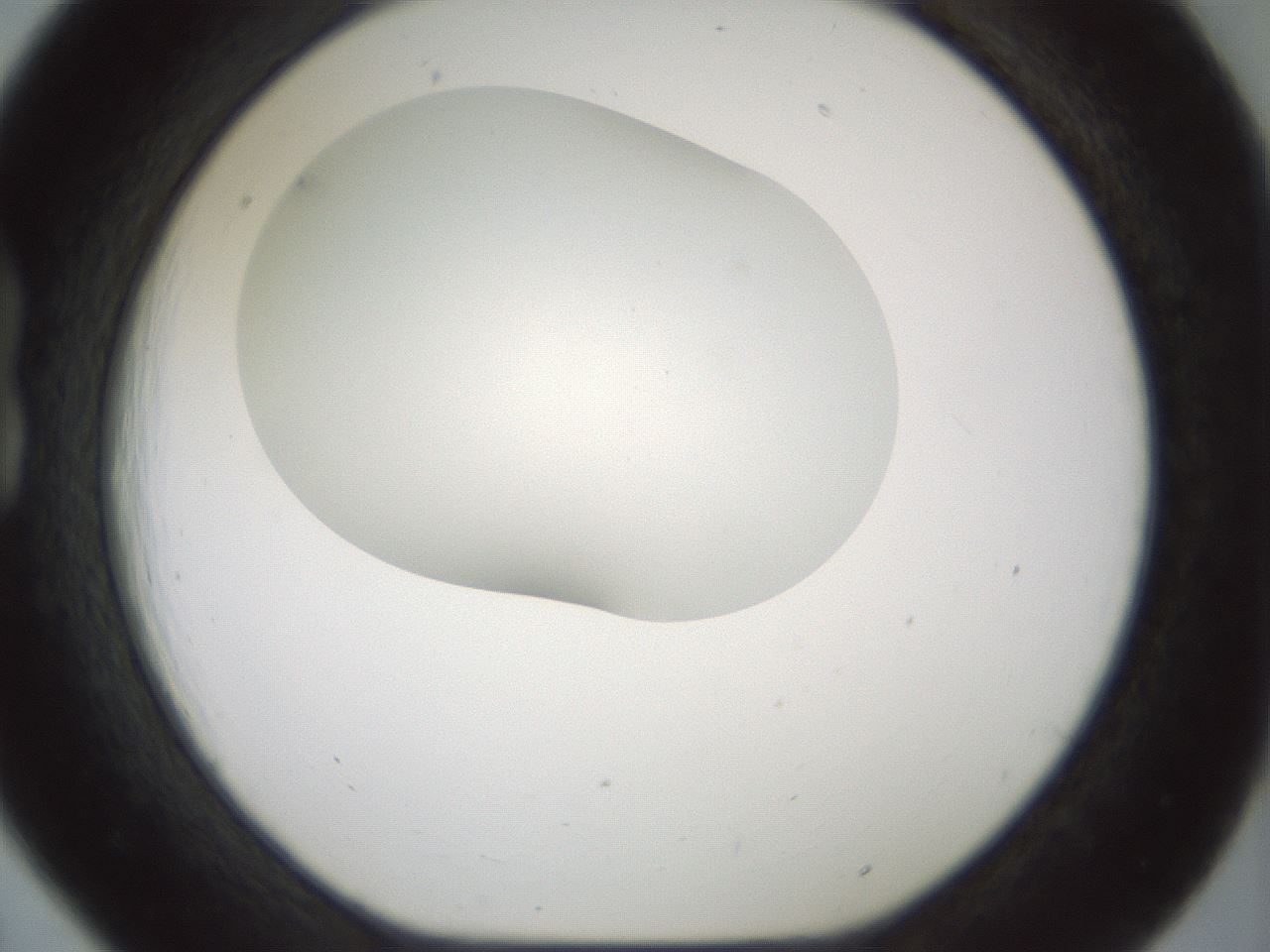 folderID200_plateID1200_batchID3525_wellNum18_profileID1_d1_r66384_ef.jpg