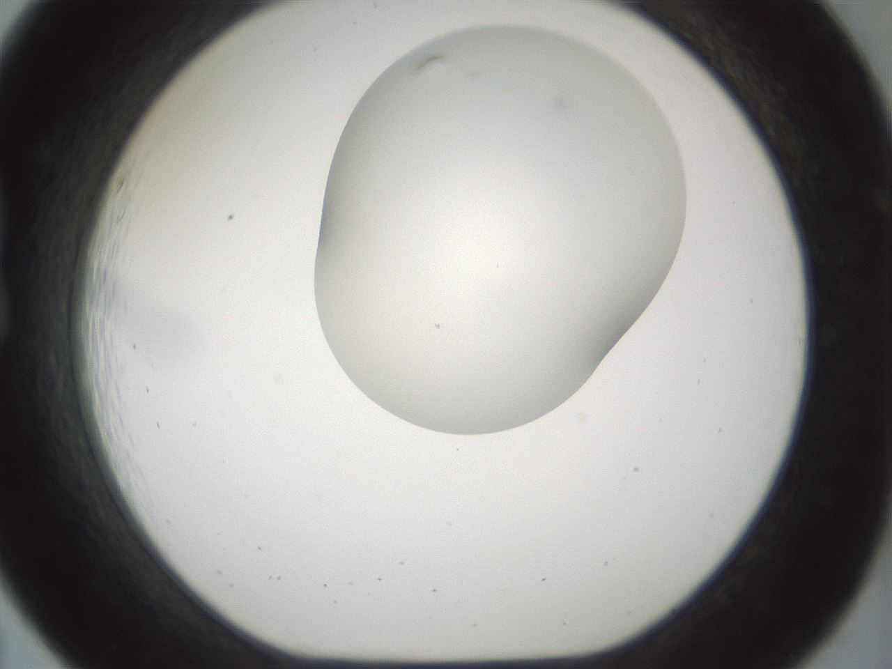 folderID200_plateID1200_batchID3525_wellNum19_profileID1_d1_r66385_ef.jpg