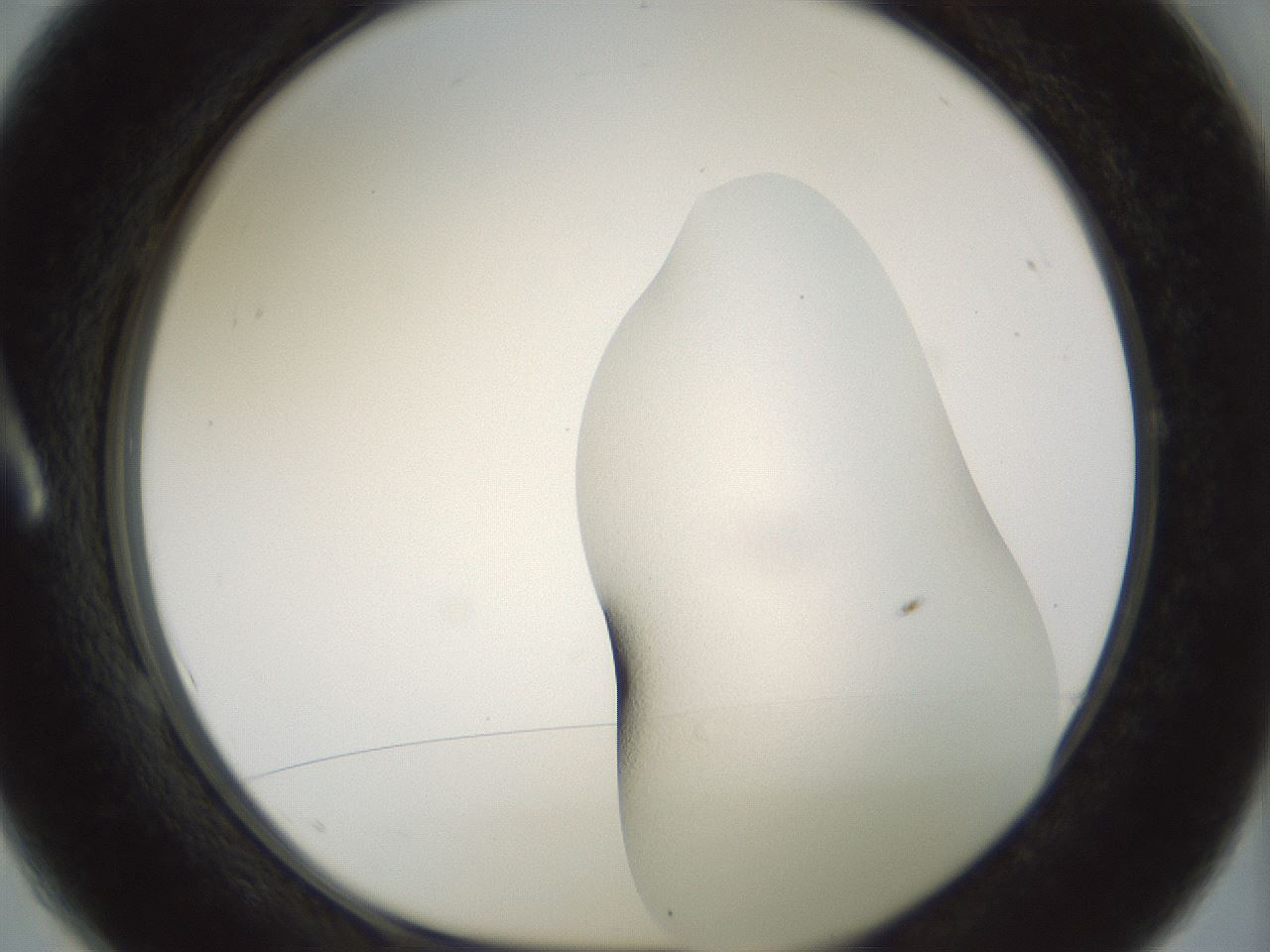 folderID200_plateID1200_batchID3525_wellNum1_profileID1_d1_r66367_ef.jpg