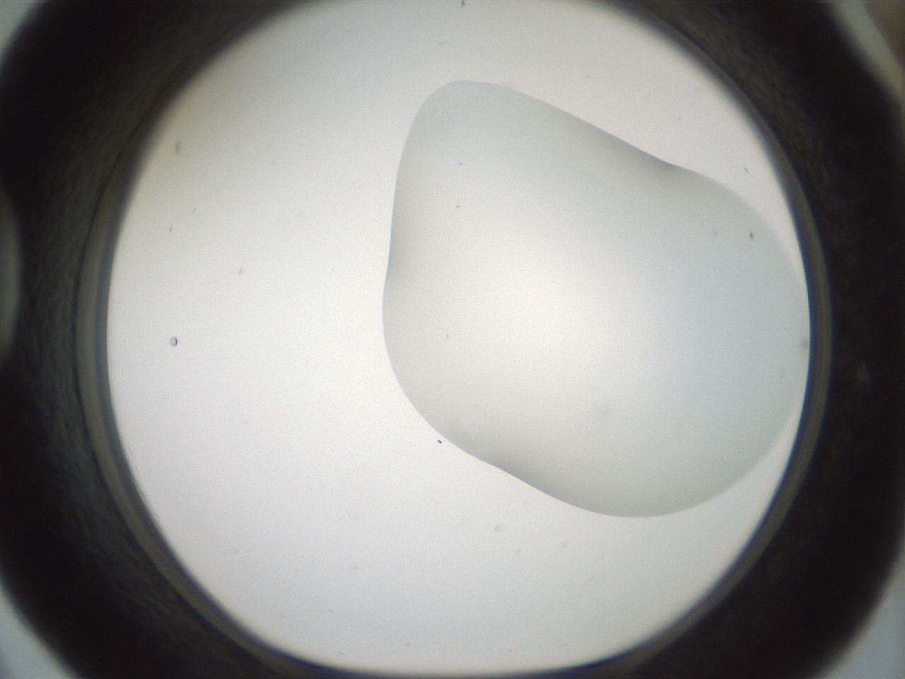 folderID200_plateID1200_batchID3525_wellNum42_profileID1_d1_r66408_ef.jpg