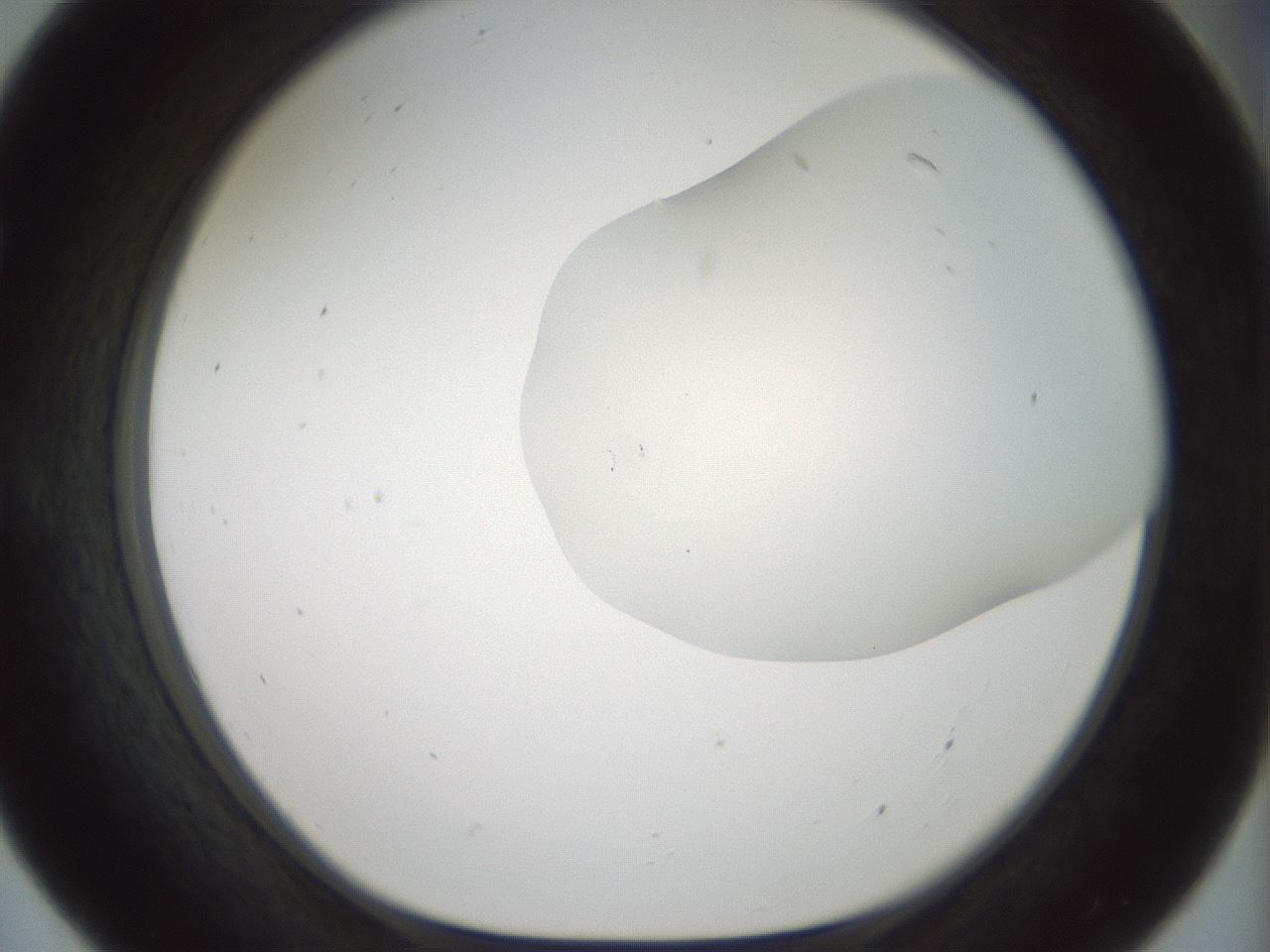 folderID200_plateID1200_batchID3525_wellNum55_profileID1_d1_r66421_ef.jpg