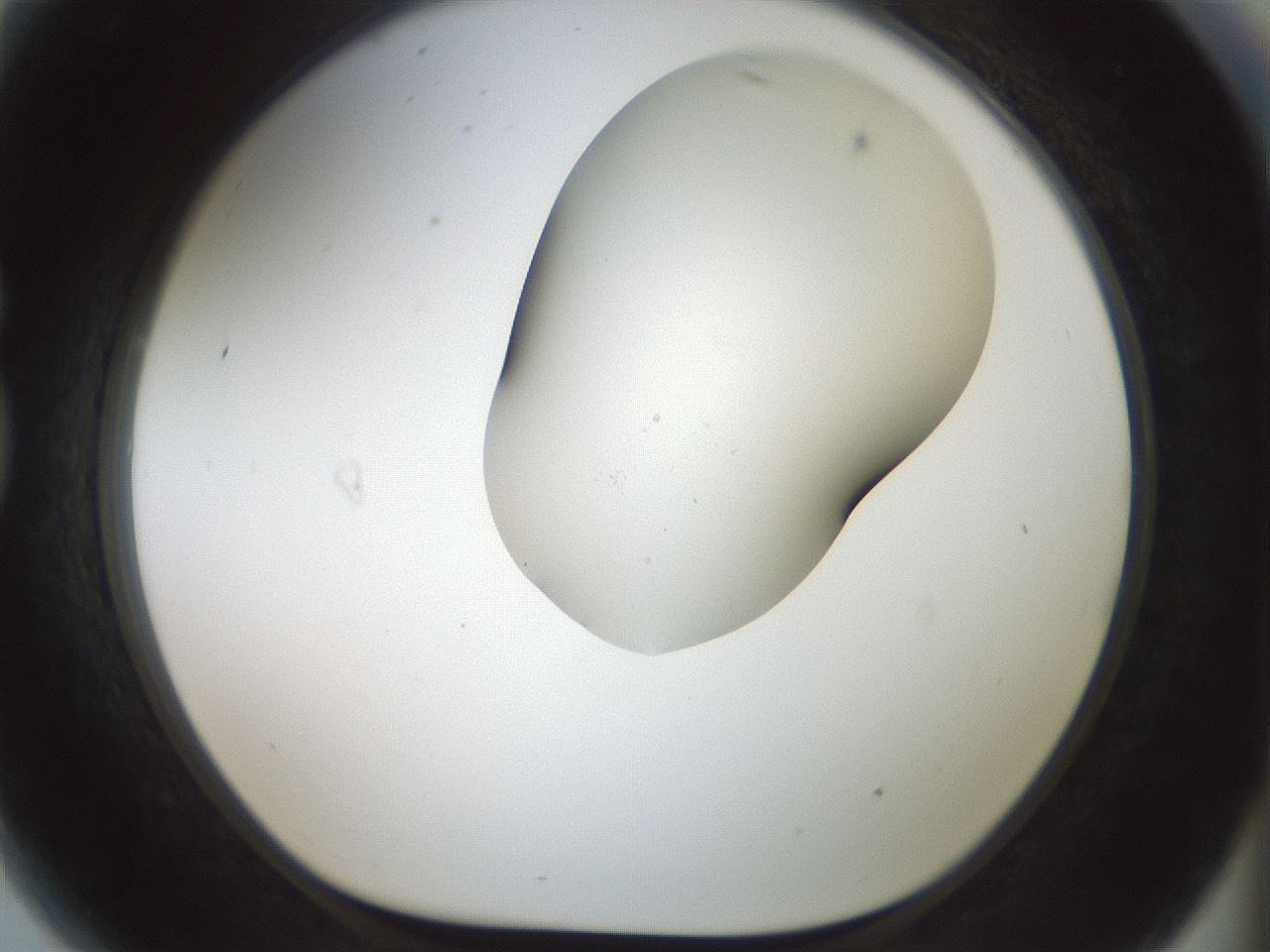 folderID200_plateID1200_batchID3525_wellNum81_profileID1_d1_r66447_ef.jpg